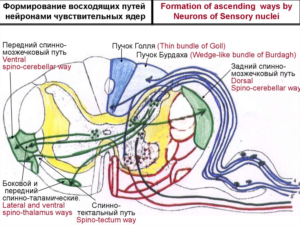 Путь голля и бурдаха схема