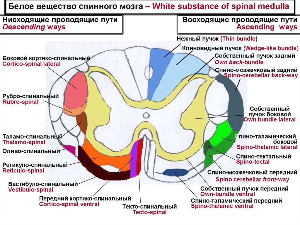 Проводящие системы головного мозга. Схема проводящих путей спинного мозга. Ядра серого вещества спинного мозга. Ядра серого вещества спинного мозга таблица. Проводящие пути спинного мозга анатомия латынь.