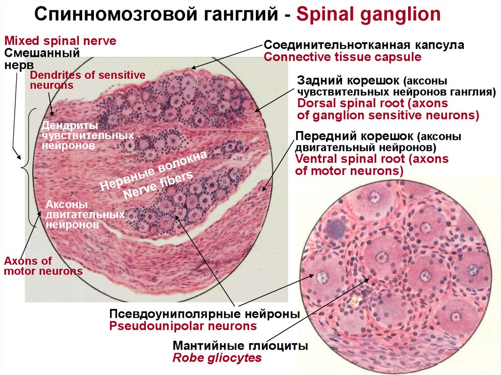 Нервная система гистология презентация