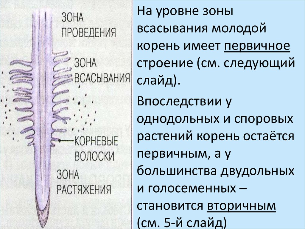 Младше корень. Строение зоны всасывания. Зона всасывания корня растений. Строение корня в зоне всасывания. Структура строения зоны зона всасывания.