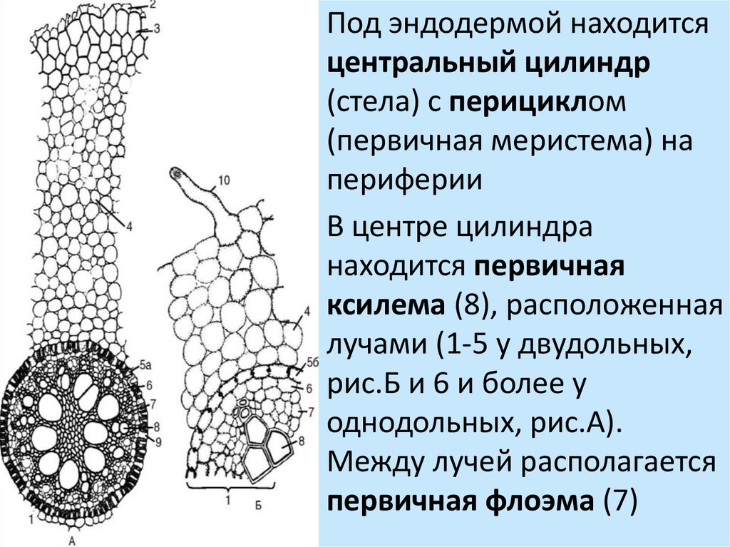 Цилиндр корень