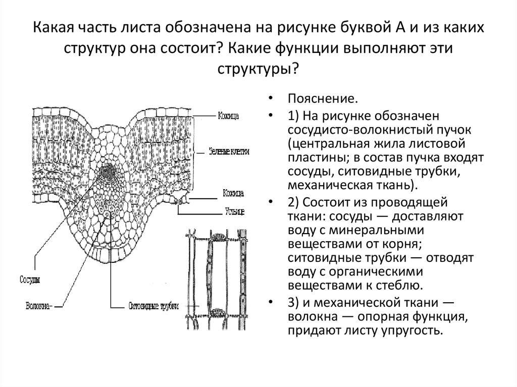 Анатомическое строение листовой пластинки двудольных растений приведите рисунок