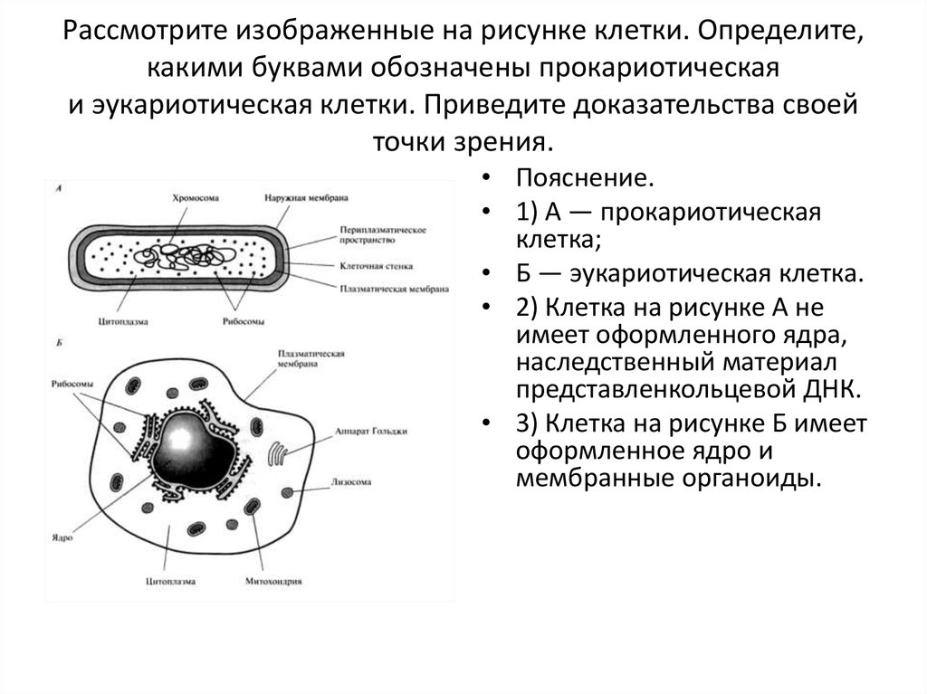 Строение каких организмов эукариотической клетки доказывает. Схема прокариотической и эукариотической клеток. Наследственный аппарат прокариотической клетки. 1. Строение прокариотической клетки. Общий план строения эукариотической клетки.