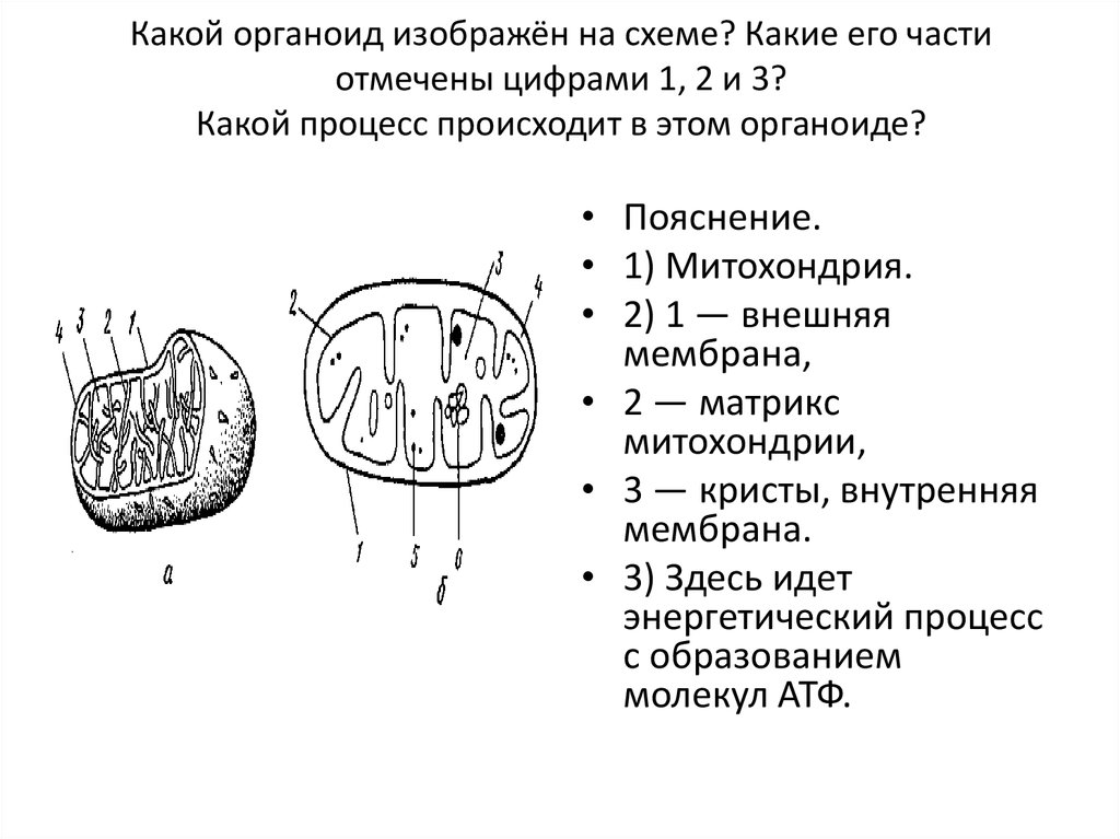 На рисунке изображена структура