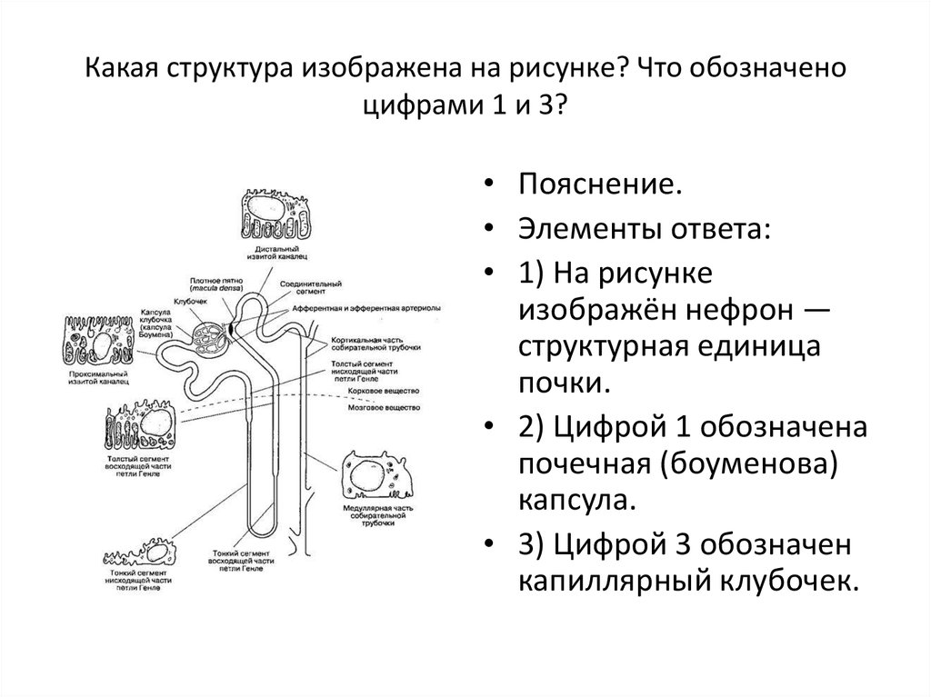 Схема строения какого вещества изображена на рисунке. Структура изображённая на рисунке является функциональным элементом. Какая структура изображена на рисунке? Что обозначено цифрами 1 и 3?. Что обозначают цифры. Какая структурная единица почки изображена на рисунке.