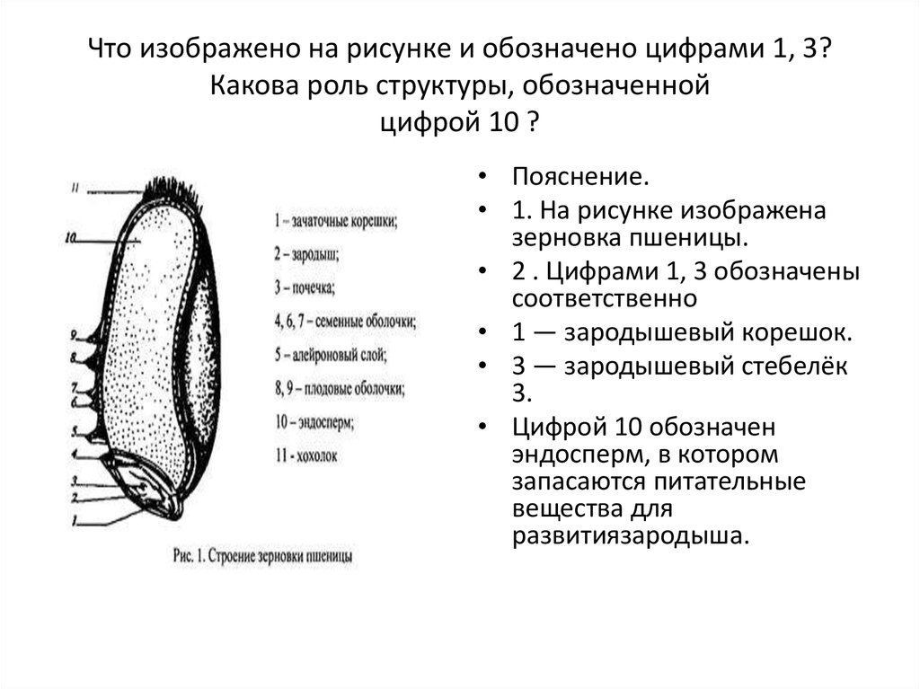 Эндосперм хромосомы