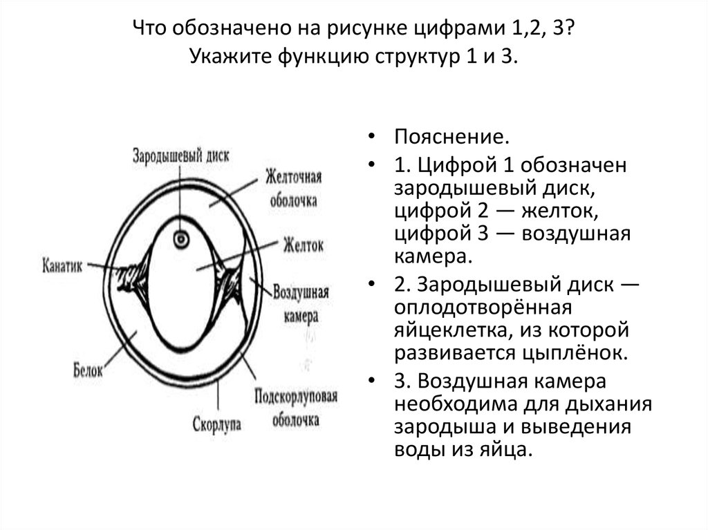 На рисунке под цифрой 2 изображено