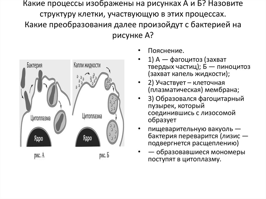 Какой биологический процесс изображен на рисунке. Назовите структуру клетки участвующую в этих процессах. Какой процесс изображён на рисунке. Какие процессы изображены на рисунке, назовите.. Назовите структуру клетки участвующих в этих процессах.