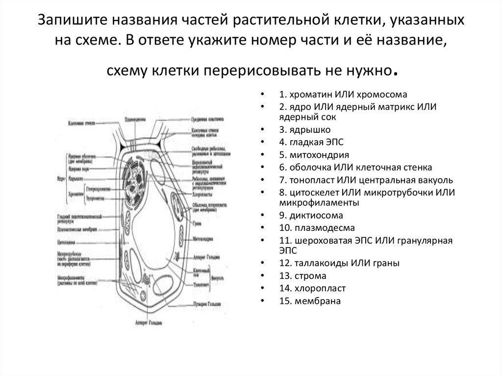 Напишите название частей животной клетки указанных на схеме