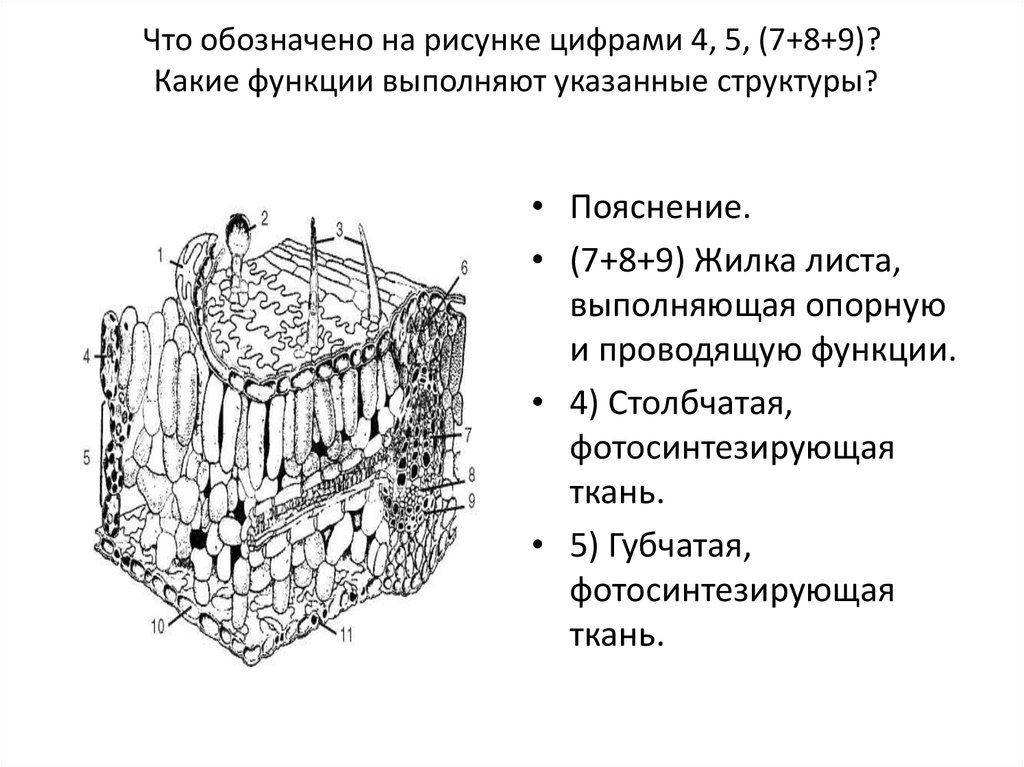 Укажите структуру. Что обозначено цифрами на рисунке?. Обозначить указанные на рисунке стру. Что обозначают цифры. Обозначить структуры на рисунке.