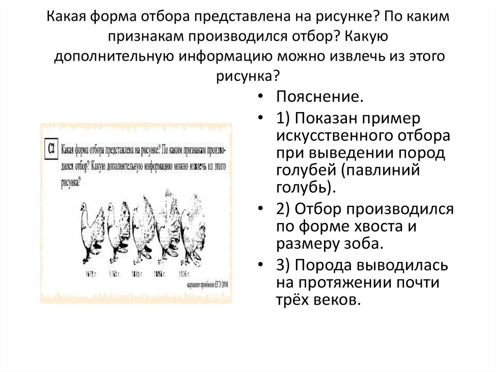 Признаки отбора. Какая форма отбора представлена на рисунке. Какая форма отбора представлена на рисунке по каким признакам. Формы отбора голубей. Представлен на рисунке по каким признакам производился отбор.