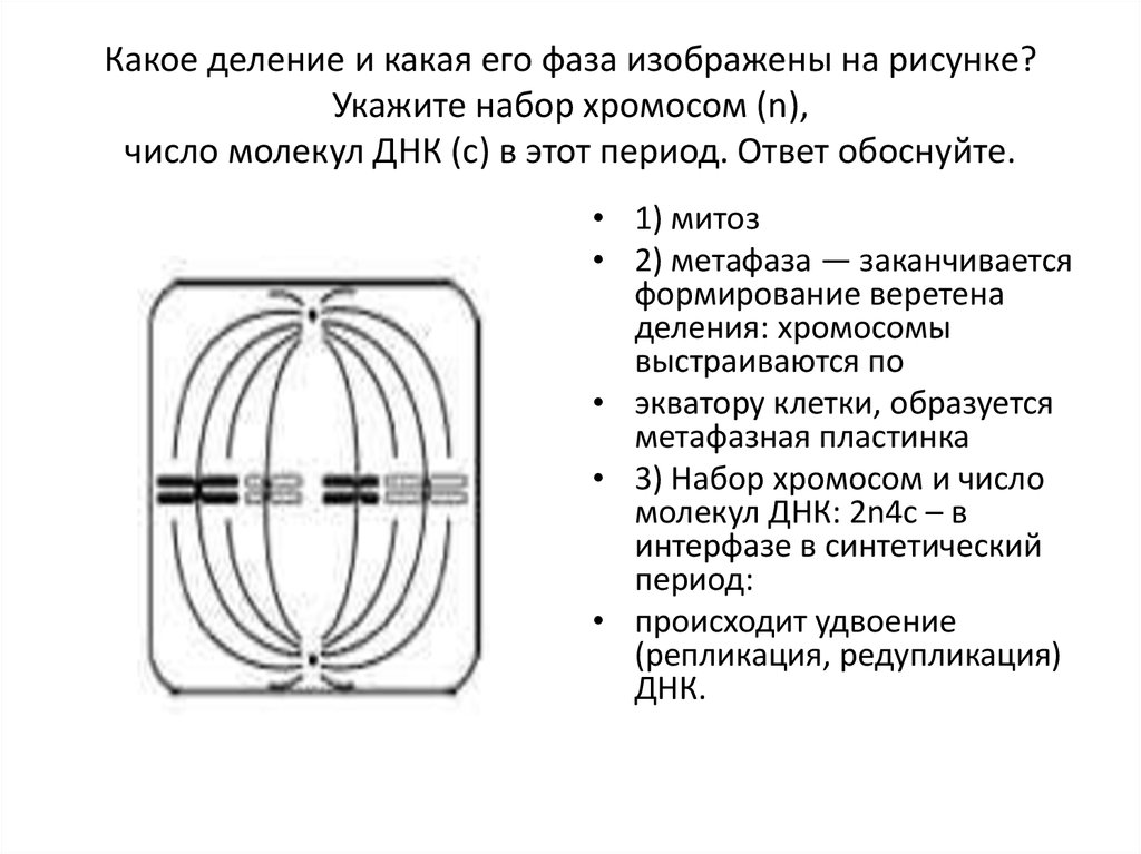 Какое деление больше