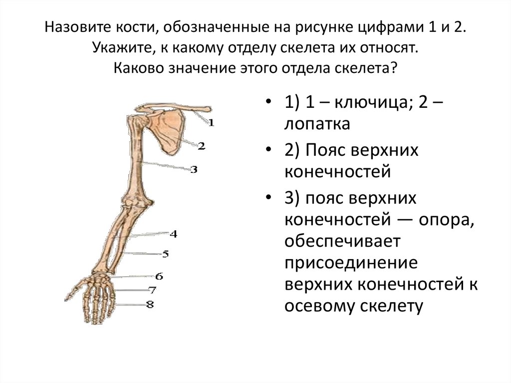 Отделы скелета пояса верхних конечностей. Назовите кости верхней конечности обозначенные цифрами 1-8. Определите что на рисунке обозначено цифрой 1 кости. Пояс верхних конечностей кости отдела. Строение верхней конечности человека.