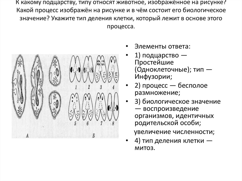 Какой процесс указан на рисунке. Какой процесс изображён на рисунке. К какому типу относят животное, изображённое на рисунке?. К какому подцарству типу относят животное. К какому подцарству типу относят животное изображенное на рисунке.