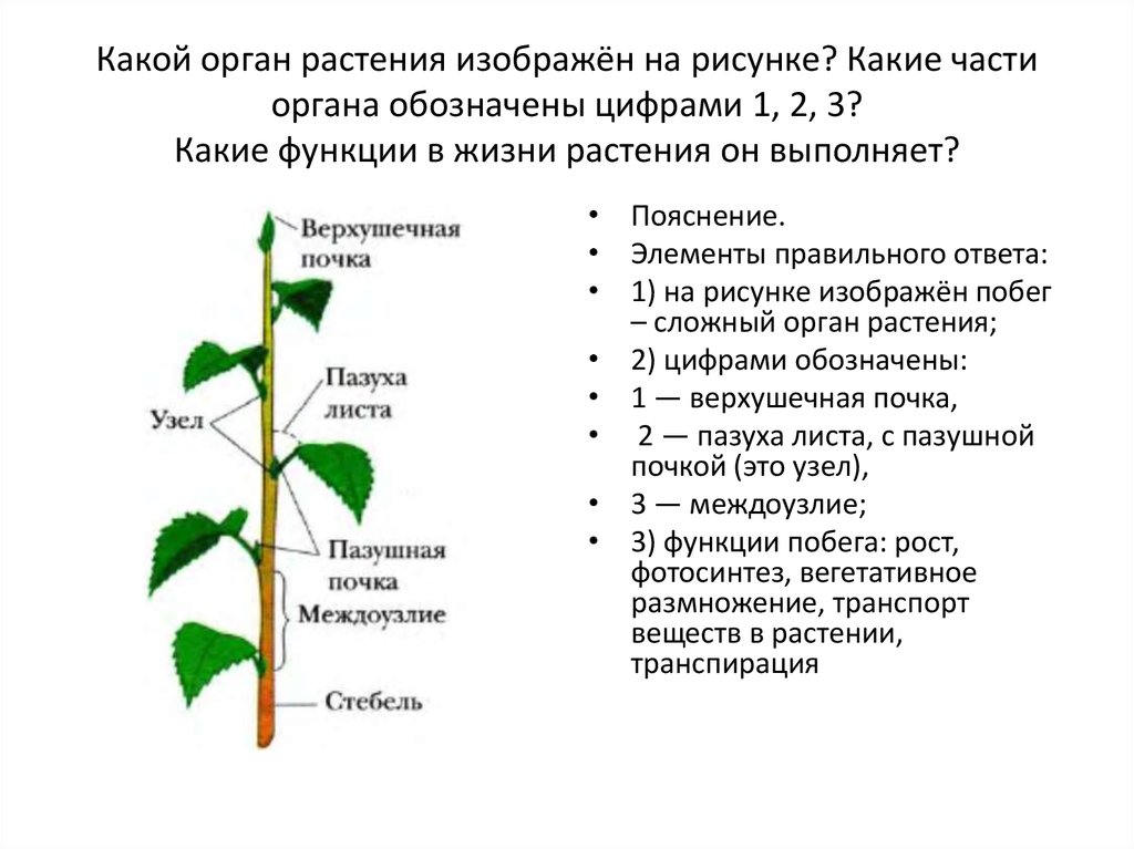 Отличительной особенностью растений является развитие на побегах. Органы растений. Функции верхушечной почки. Строение растения. Строение побега.