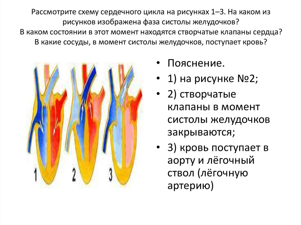 Рассмотрите схему сердечного цикла на рисунках 1 3 на каком из рисунков изображена фаза систолы