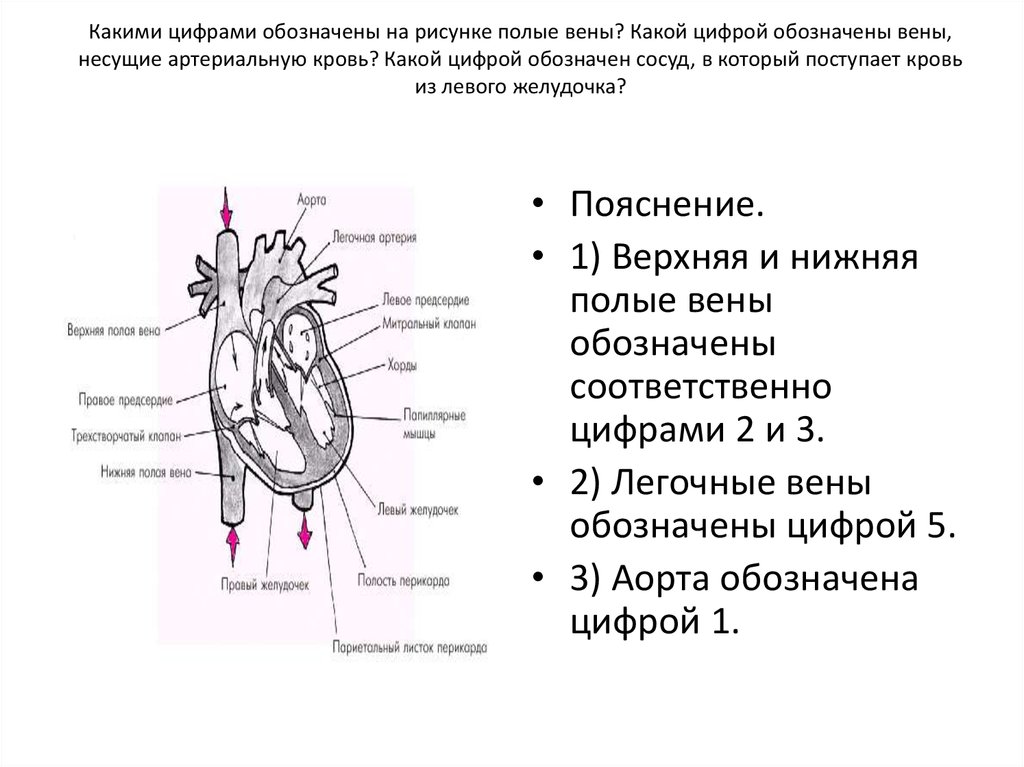 Обозначьте артерии указанные цифрами