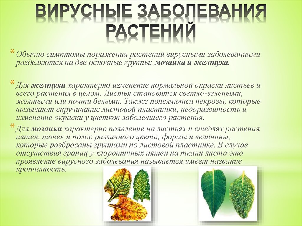 Определение болезней растений. Заболевания вызываемые вирусами у растений. Вирусы вызывающие болезни растений. Симптомы вирусной инфекции растений. Вирусные и бактериальные заболевания растений.