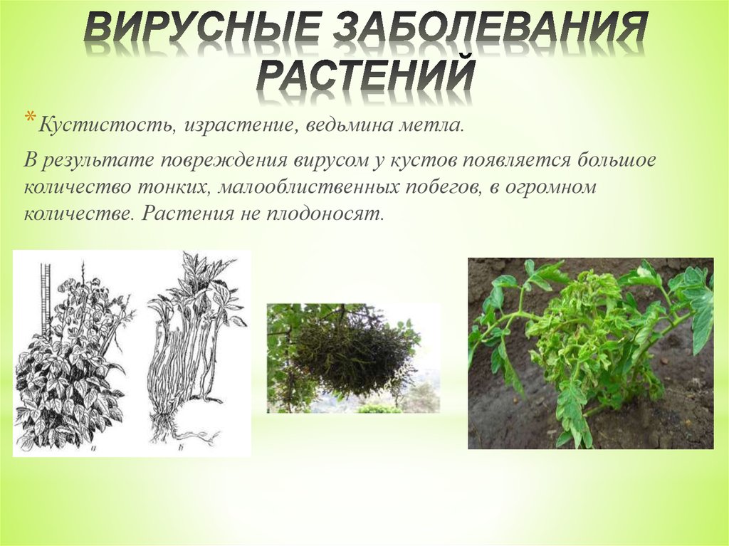 Поражение растений. Вирусные заболевания растений. Болезни растений вирусы. Болезни растений вызываемые вирусами. Вирусные заболевания растений презентация.