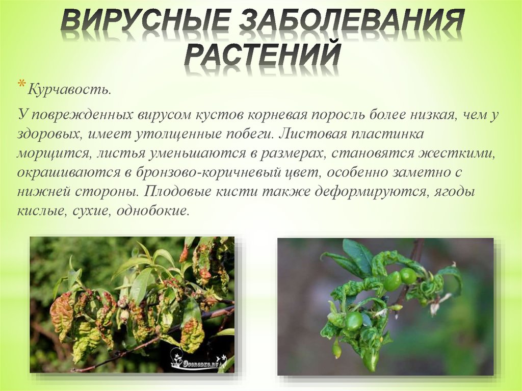 Определение болезней растений. Вирусные заболевания растений. Вирусы заболевания растений. Вирусы вызывающие заболевания растений. Вирусные заболевания растений названия.