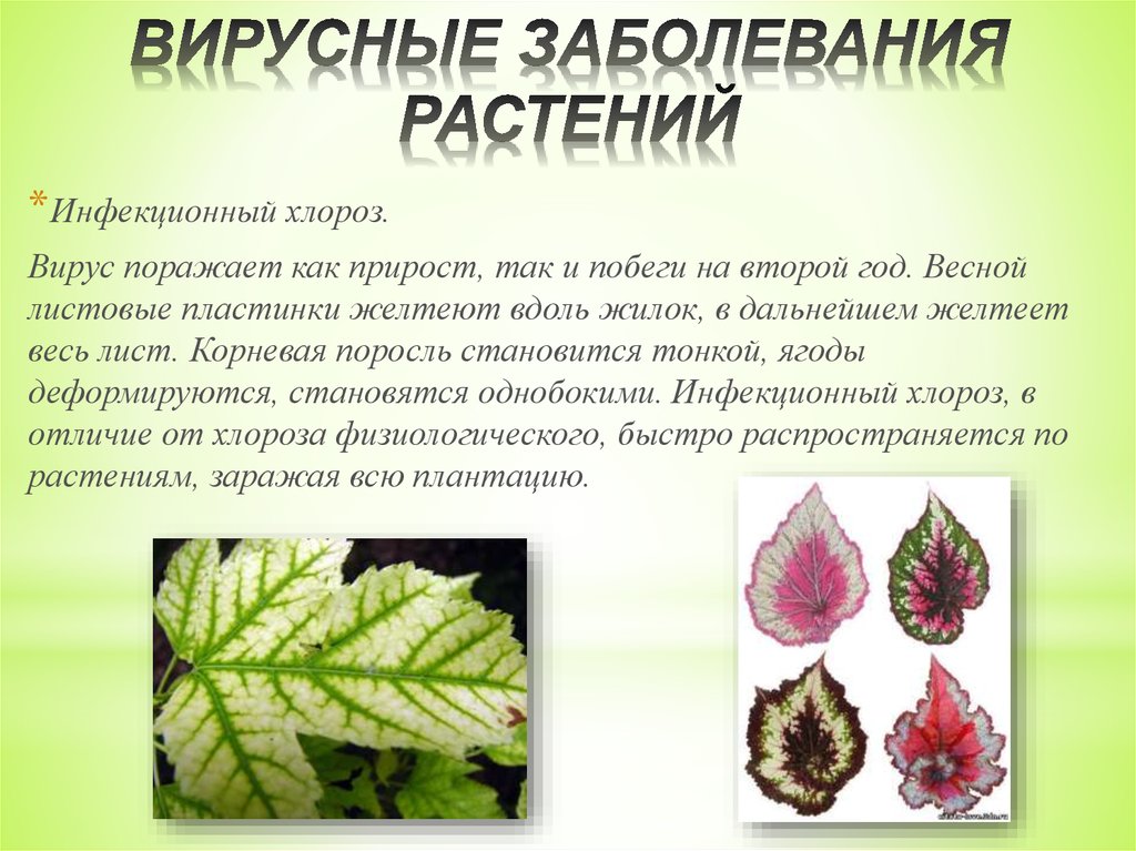 Определение болезней растений. Вирусы вызывающие заболевания растений. Инфекционный хлороз растений. Вирусы возбудители болезней растений. Вирусные болезни растений.