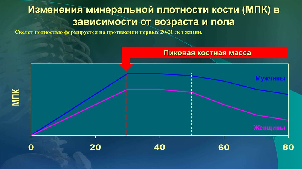 Плотность костей норма