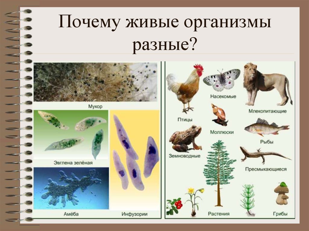Фото живых организмов. Живые организмы. Разнообразные живые организмы. Живые организмы биология. Назовите живые организмы.