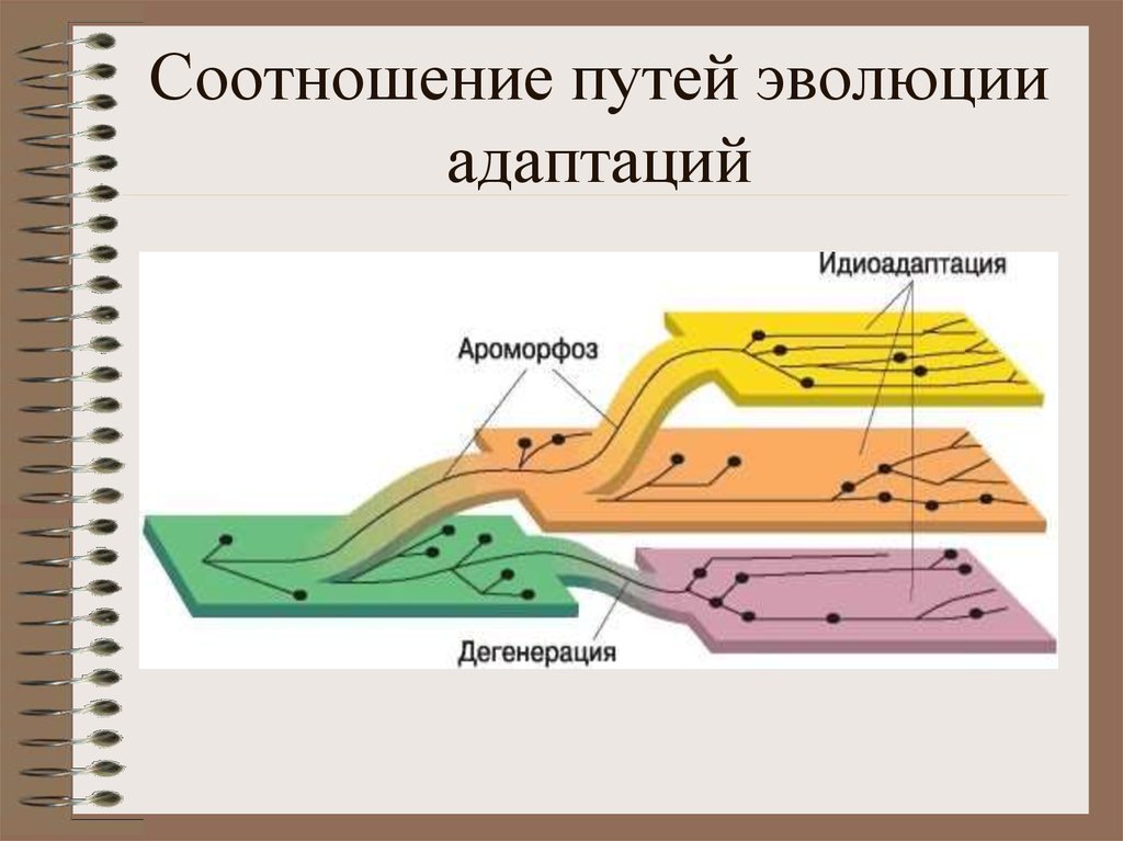 Какие пути эволюции