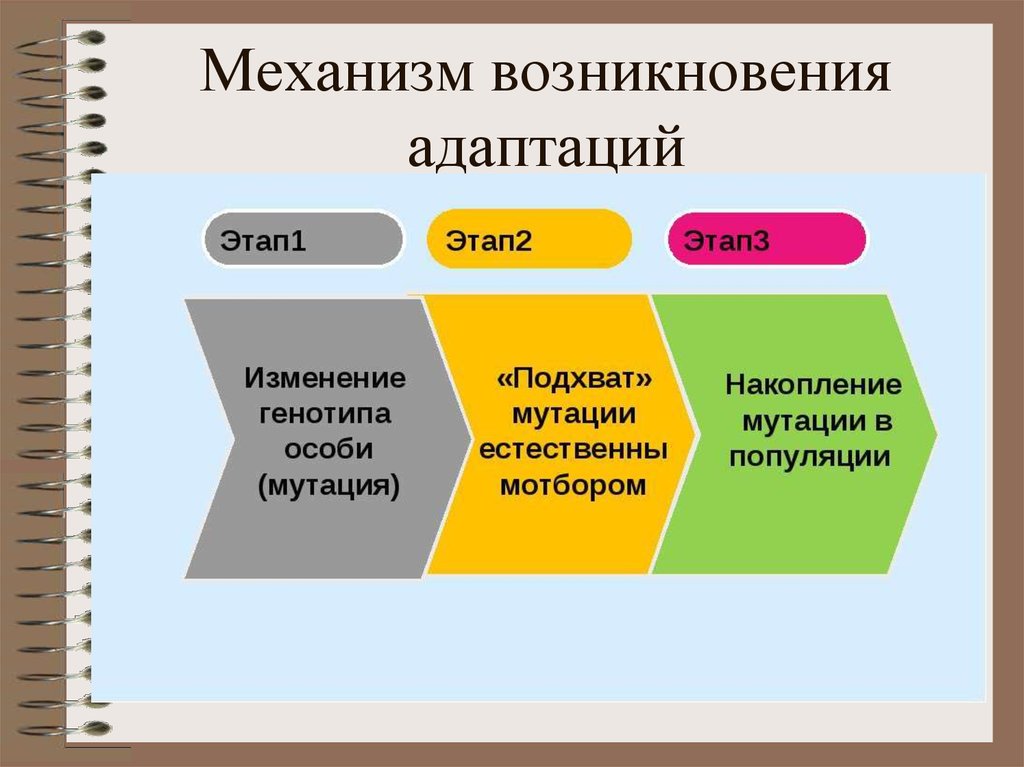 Адаптация как результат естественного отбора презентация