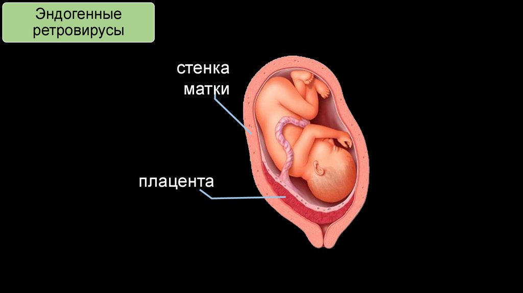 Стенки матки