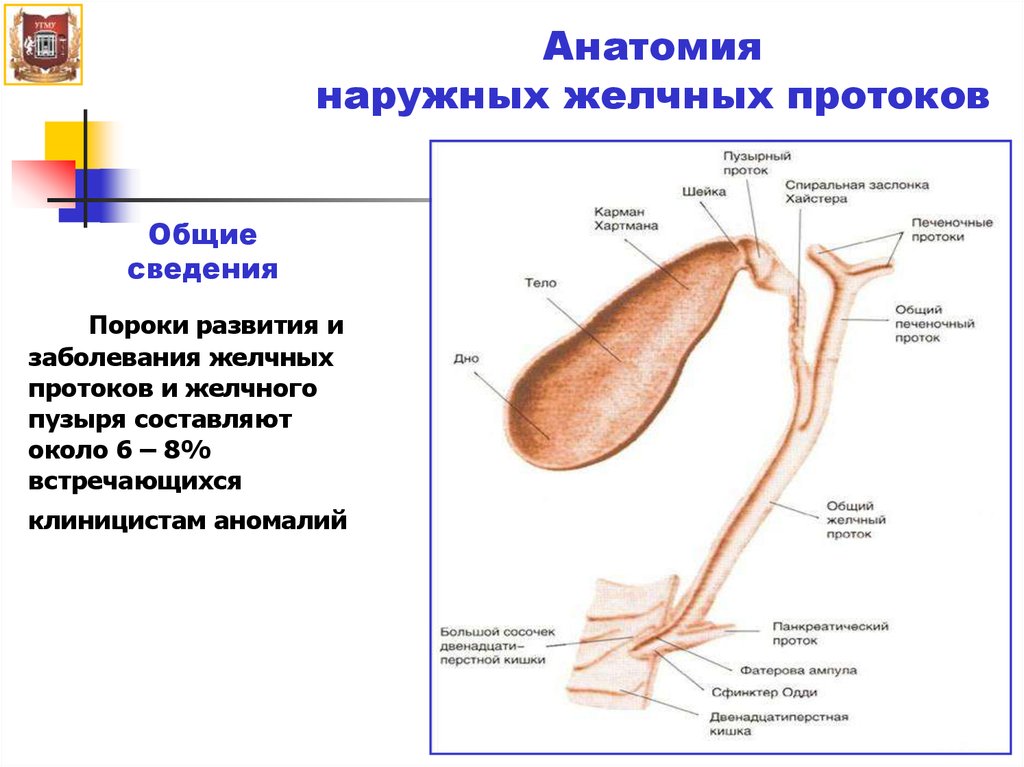 Заболевания желчных протоков. Внепеченочные желчные протоки анатомия. Желчный пузырь и протоки анатомия. Схема панкреатических и желчных протоков. Строение внепеченочных желчных протоков.