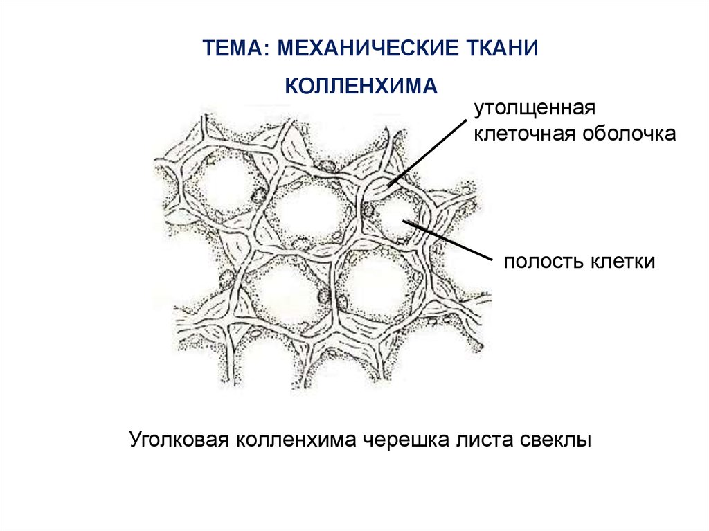 Механическая ткань у растений рисунок