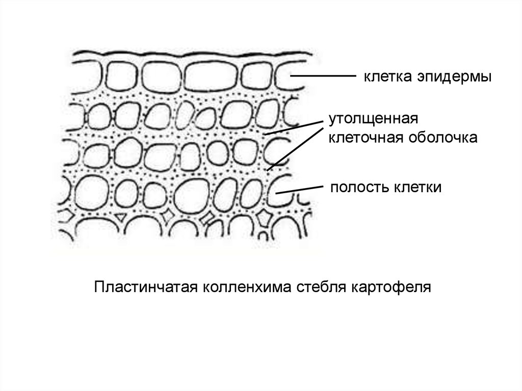 Клеточная полость. Пластинчатая ткань колленхима. Механические ткани уголковая колленхима. Колленхима черешка листа свеклы. Механические ткани колленхима уголковая колленхима пластинчатая.