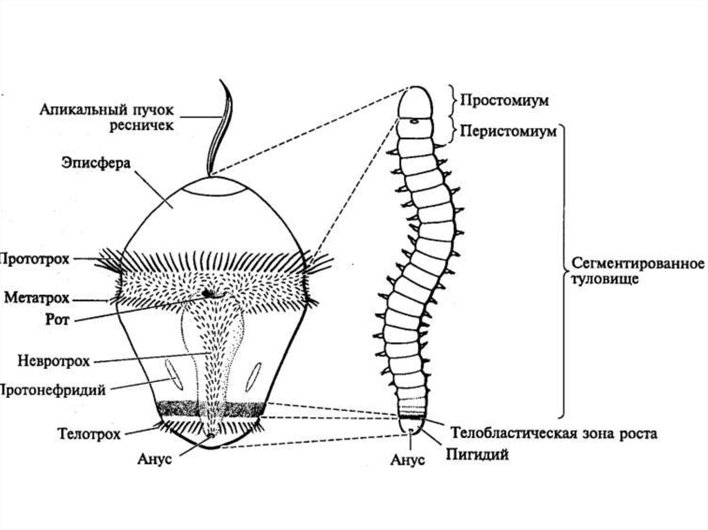 Два отдела тела. Трохофора кольчатых червей. Строение личинки трохофоры. Строение личинки полихет. Строение личинки кольчатых червей.
