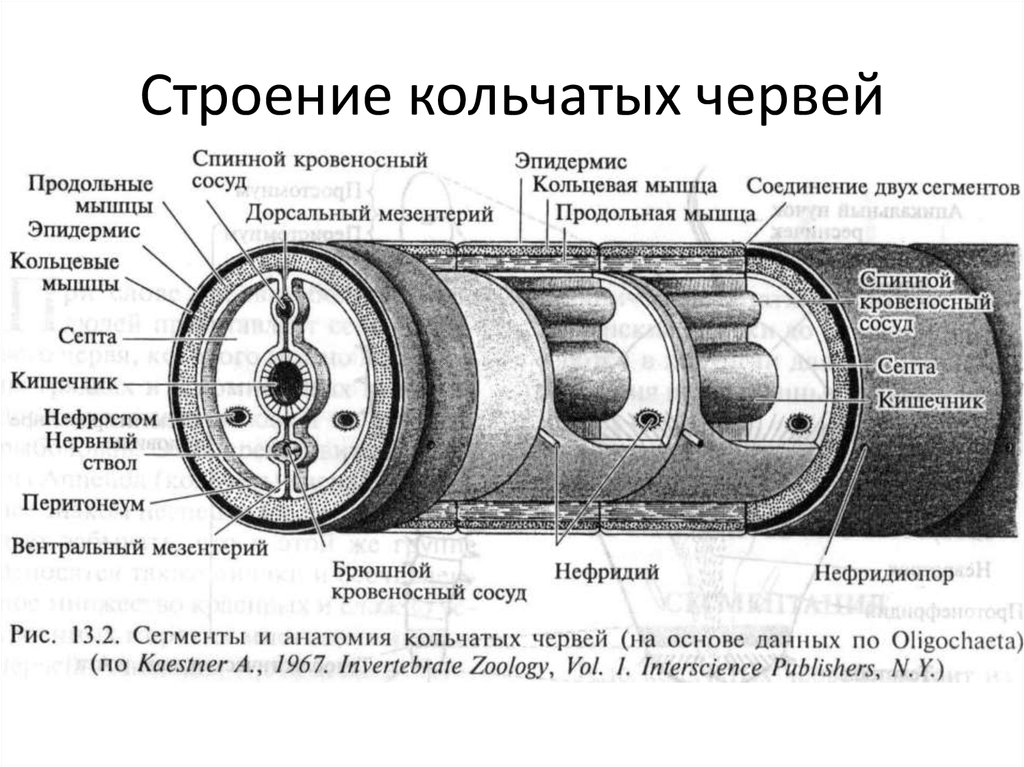 Строение кольчатых червей. Кольчатые черви строение. Строение кольчатых чер. Строение кольчатых черве.