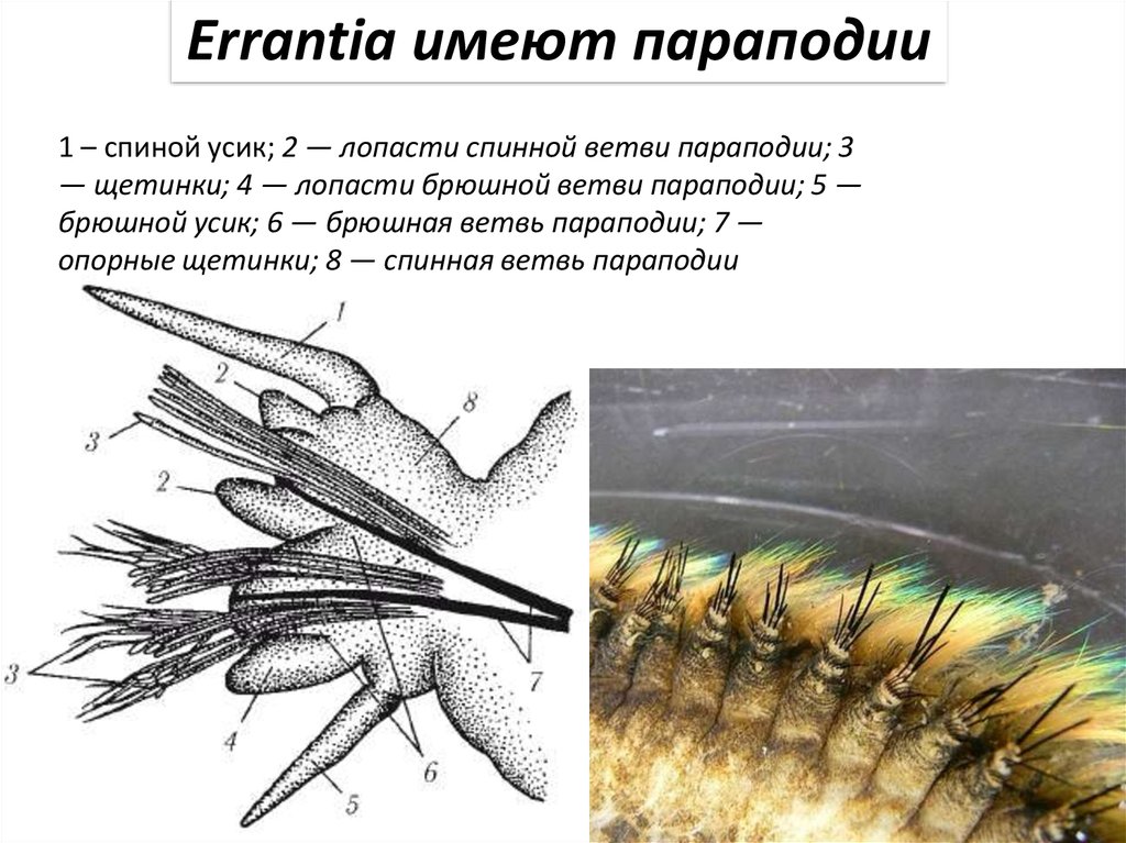 Параподия нереиды рисунок