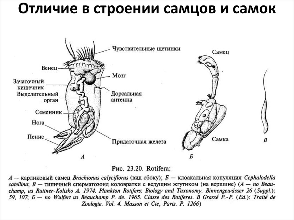 Различие половых органов. Строение скелета попугая корелла. Половая система попугая корелла. Половая система попугая самца. Строение утки анатомия самки.