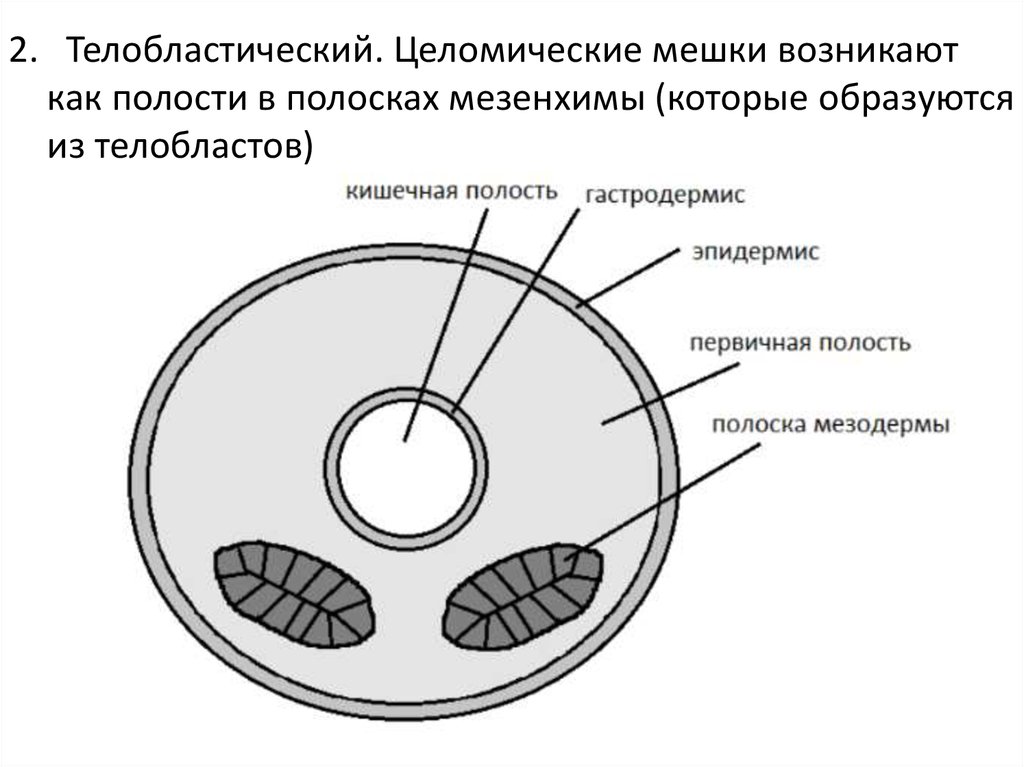 Мешки вторичной полости тела