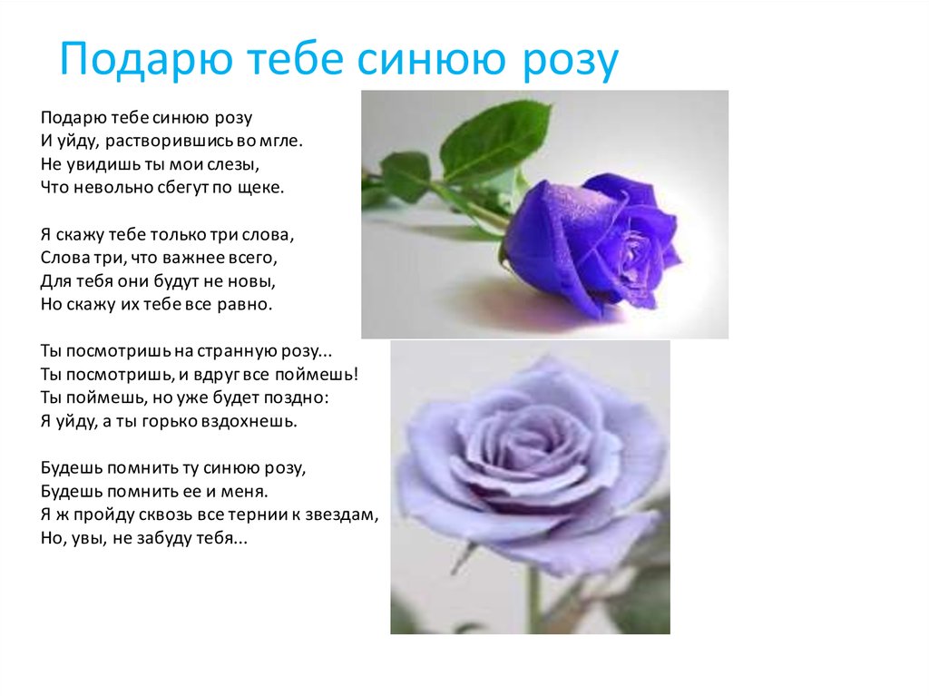 Розовые розы текст. Синие розы текст песни