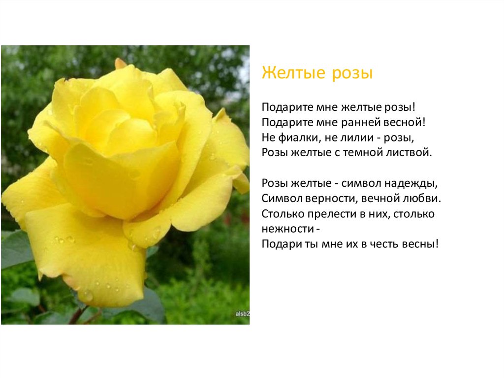 Подарю тебе розу слова. Стихи о желтой Розе. Красивые стихи о цветах розах. Стих про розу.