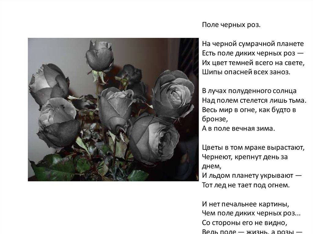 Black rose текст. Черная роза стих. Стих про чёрную розу красивый. Цитаты про черную розу. Сообщение о черной Розе.