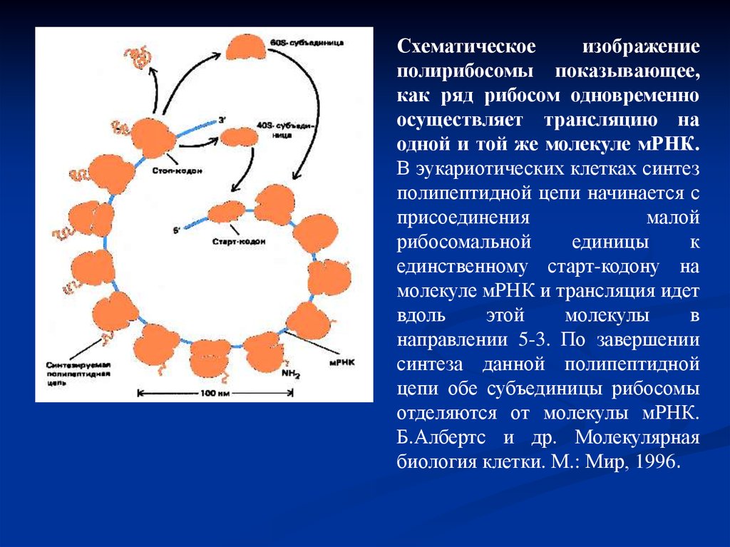 Синтез полипептидной. Синтез полипептидной цепи на рибосоме. Этапы рибосомального синтеза полипептидной цепи на рибосоме. В клетках Синтез полипептидных цепей происходит. Синтез полипептидной цепи осуществляемый в рибосомах.