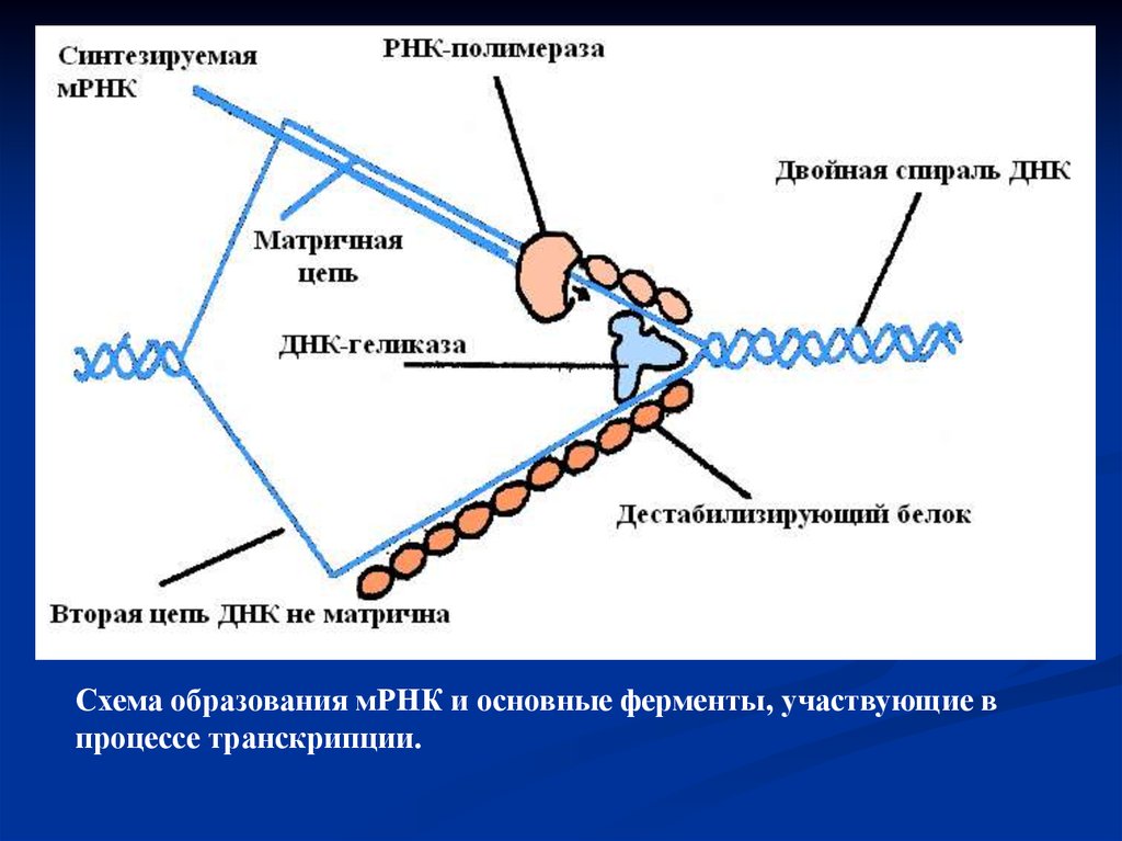 В синтезе белка участвуют ферменты. Схема образования МРНК. Ферменты участвующие в процессе транскрипции ДНК. МРНК схема. Транскрипция МРНК.
