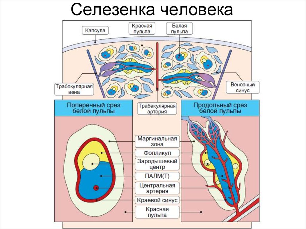 Схема строения селезенки иммунология