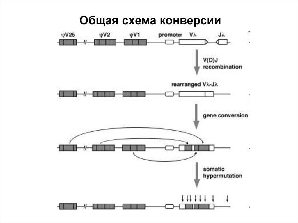 Схема конверсия. Конверсия схема. Конверсия генов. Процесс Тандем конверсия схема. Conversion diagram.