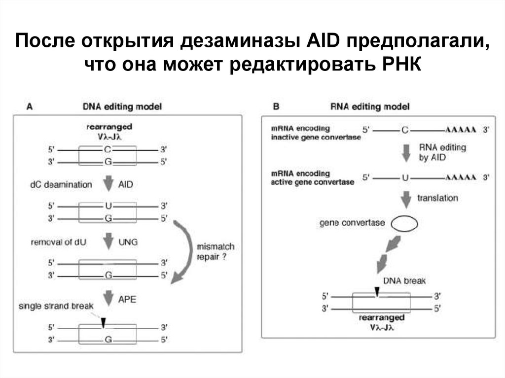 Редактирование рнк. ПЦР С обратной транскрипцией. Дезаминаза Aid. Принцип антипараллельности ДНК И РНК.