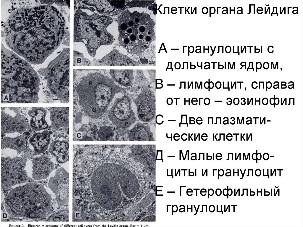 Клетки лейдига. Гранулоциты клетки Лейдига. Клетки Лейдига строение. Клетки с дольчатым ядром. Развитие клеток Лейдига.