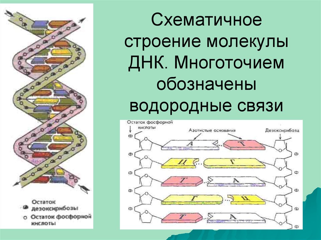 Схема строения днк