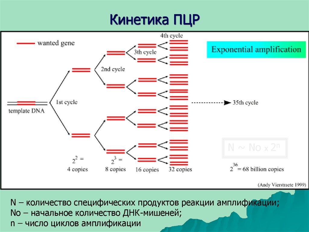 Пцр лаборатория схема