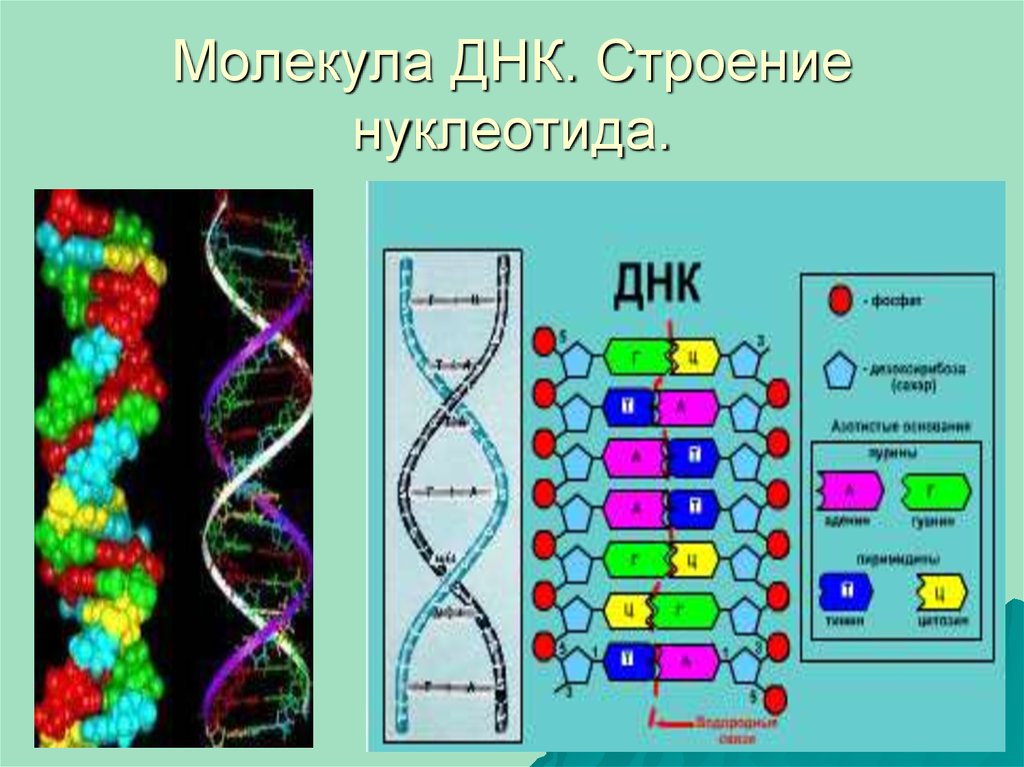 Значение молекул днк. Схема строения молекулы ДНК. Модель строения молекулы ДНК. Строение молекулы ДНК. Строение молекулы ДНК биология.